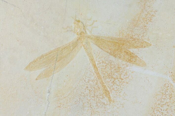 Fossil Dragonfly (Protolindea) - Solnhofen Limestone #132724